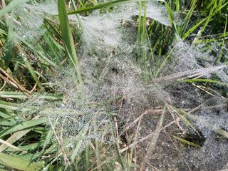 Over the top shot of tiny dew drops fallen on a spider web.