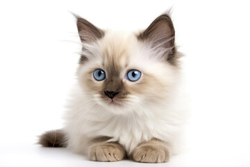 Birman Kitten On White Background. Generative AI