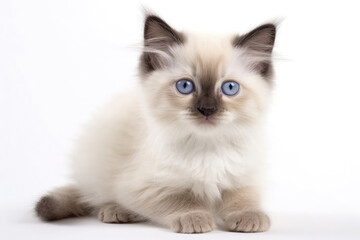 Birman Kitten On White Background, Full Body. Generative AI