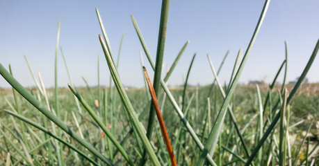 Landscape shot of green grass leaves grown on a swampy land.