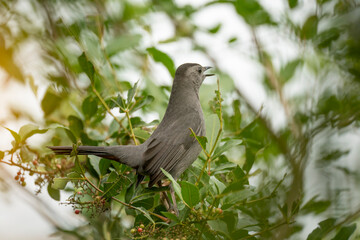 A Gray Catbird bird perched on a tree branch in summer Florida shrubs