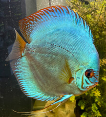 Portrait Aufnahme von Diskusfische im Aquarium, Amazonas Aquarium.
