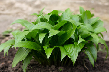 hosta bush in the garden, green bush