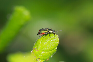 Ein Zweifleckiger Zipfelkäfer, Malachius bipustulatus auf einem Blatt.
