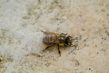 Nahaufnahme einer Biene auf einer Steinbrüstung.