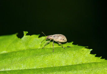 Ein Braungrauer Glanzrüssler, Polydrsusus cervinus auf einem Blatt.