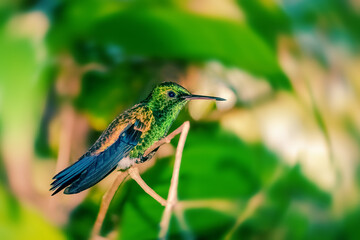 Fototapeta premium Hummingbird on a branch resting taking break Trinidad and Tobago
