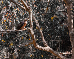 A Honey Buzzard resting in a shadow