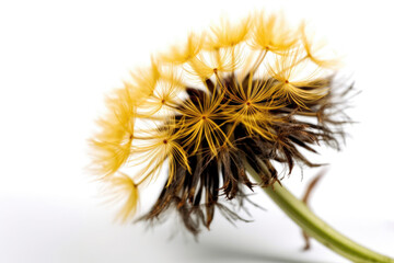Dandelion On White Background. Generative AI