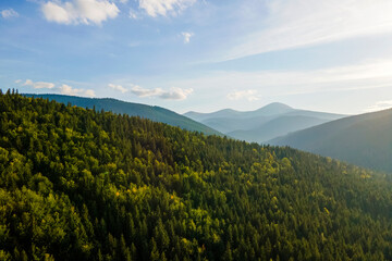 Aerial view of foggy evening over high peaks with dark pine forest trees at bright sunset. Amazing scenery of wild mountain woodland at dusk