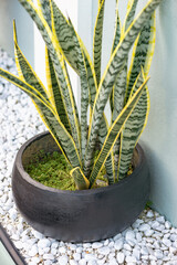 Snake plant potted outdoors as decoration with black round pot