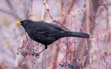 Common male blackbird sits on the Parthenocissus branch. Close-up portrait of common blackbird with orange bill, black plumage, and an orange eye-ring.