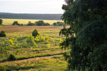 Fototapeta na wymiar Wild field overgrown with vegetation in the floodplain of the river, view from behind the trees
