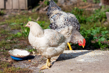 Chickens on the farm pecking at grain, raising chickens