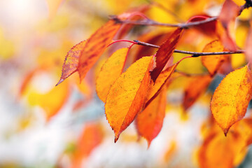 Tree branch with colorful autumn leaves in warm colors