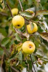 Yellow delicious apples on a tree branch in the garden