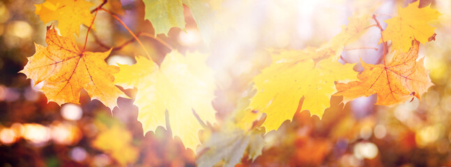 Autumn background of colorful maple leaves in bright sunlight