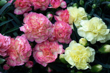 Two-tone Pink White and Yellow Carnations