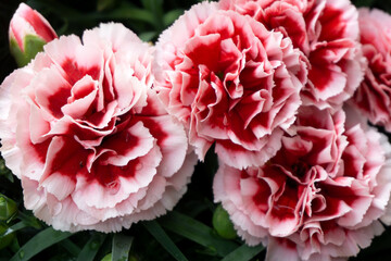 Two-tone White Red Carnation
