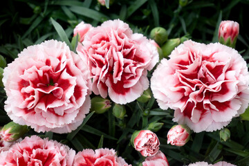 Two-tone White Red Carnation