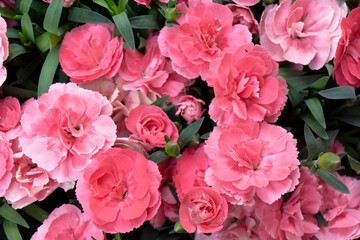Pink Carnation