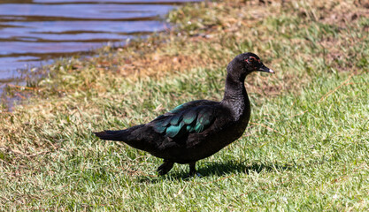Photograph of a beautiful duck in the park.	