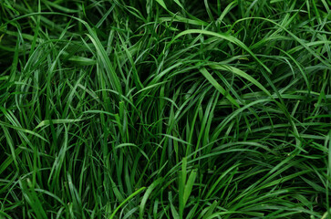 Fototapeta na wymiar green background spring grass in large size