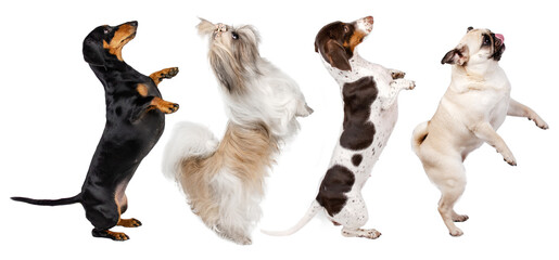 Naklejka premium funny photo of dogs on white background dancing dachshund, shih tzu and pug
