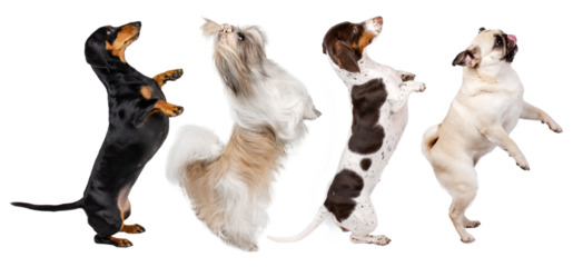 funny photo of dogs on white background dancing dachshund, shih tzu and pug
