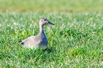 Close up of a Gadwall, Mareca strepera, standing in long grass of a grassy green meadow watching with attentive gaze with mottled gray plumage