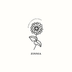 Line art zinnia flower illustration - obrazy, fototapety, plakaty