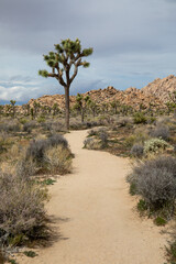 Willow Hole trail in Joshua Tree National Park with a path and a tall Joshua Tree.