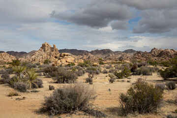 landscape in the desert, Joshua Tree National Park