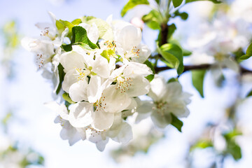 Obraz premium Beautiful white flowers on an apple tree branch against a blurred garden. Spring, flowering.