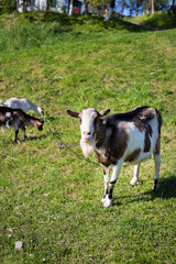 Naklejka na ściany i meble Funny goats standing among the green field, animal grazing. Rural economy. Mom and child. Looking into the camera.