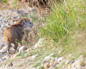 A Wild Boar running in a forest