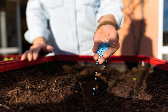 Close up of the hand of an unrecognizable woman applying granulated fertilizer to raised bed garden in the city. Fertilizer and agriculture industry, self-consumption, urban garden concept.