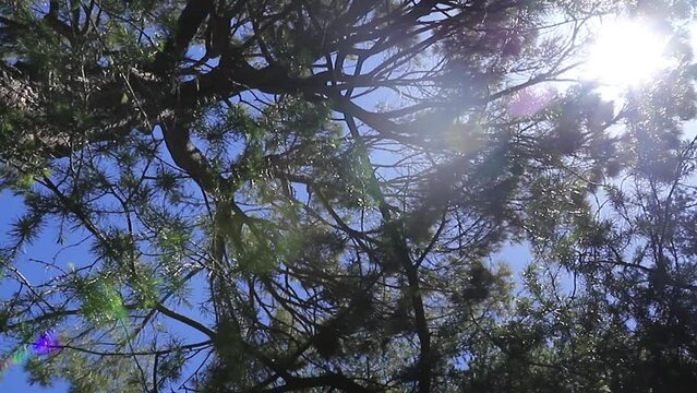 Plano nadir de &aacute;rboles en el bosque.