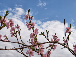 A flowering apricot tree in early spring. gardening. Garden care.