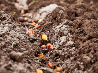 Planting onions in open ground in early spring.