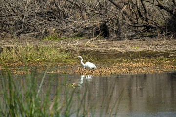 White great egret bird hunting on Florida wetland in summer