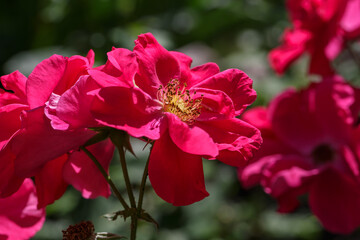 Blooming red rose flower macro photography on a sunny summer day. Garden rose with red petals close-up photo in the summertime. Scarlet rosa floral background.