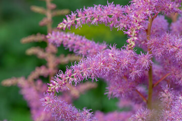 Blooming purple flowers of Astilbe macro photography on a summer day. Tall flowering plant of false spirea with small pink flowers close-up photo in summer.	