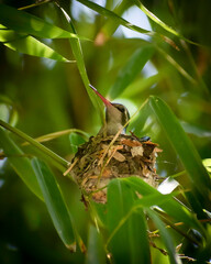 HUMMINGBIRD - COLIBRI