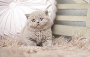 Kuschelige Samtpfoten Britisch Kurzhaar Katzenkinder