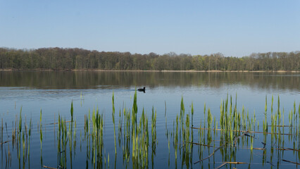 peaceful landscape, lake and duck swimming in the water