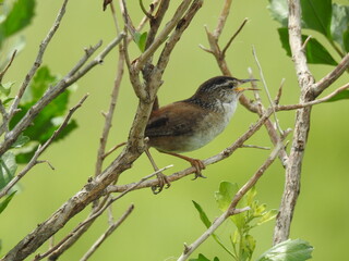 A marsh wren perched on a branch within the green foliage at the Edwin B. Forsythe National Wildlife Refuge, Galloway, New Jersey.	