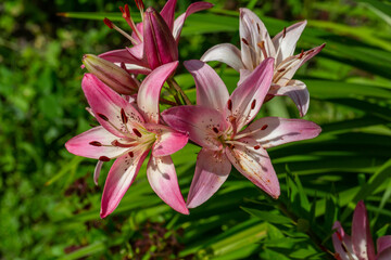 Obraz premium Blooming pink lily on a green background on a summer sunny day macro photography. Garden lillies with bright pink petals in summer, close-up photography.