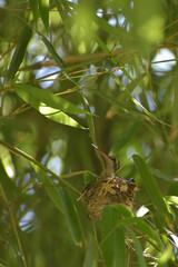 Hummingbird in its nest (colibrí en su nido)