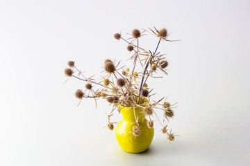 Ekibana is a dried plant in a yellow vase, on a white milky background, for design solutions.